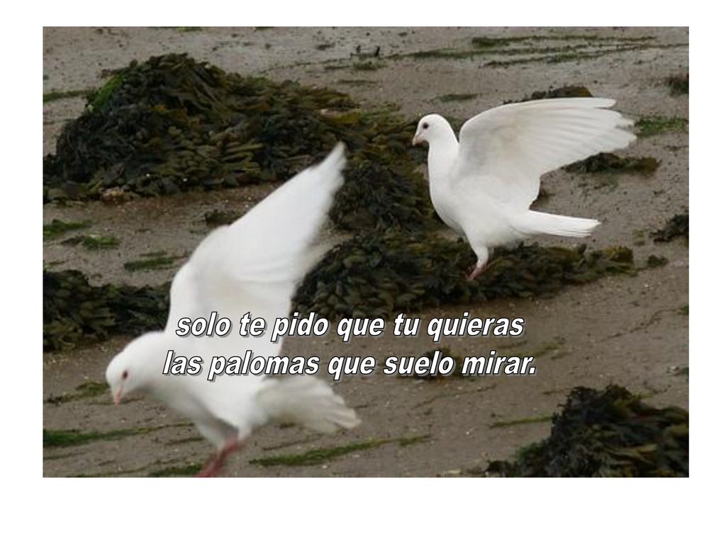 solo te pido que tu quieras las palomas que suelo mirar.