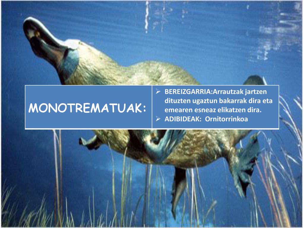 MONOTREMATUAK: BEREIZGARRIA:Arrautzak jartzen dituzten ugaztun bakarrak dira eta emearen esneaz elikatzen dira.