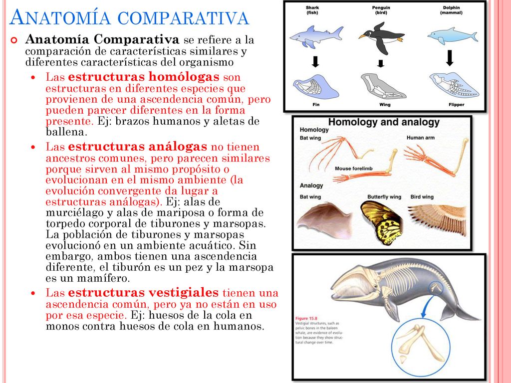 Anatomía comparativa Anatomía Comparativa se refiere a la comparación de características similares y diferentes características del organismo.