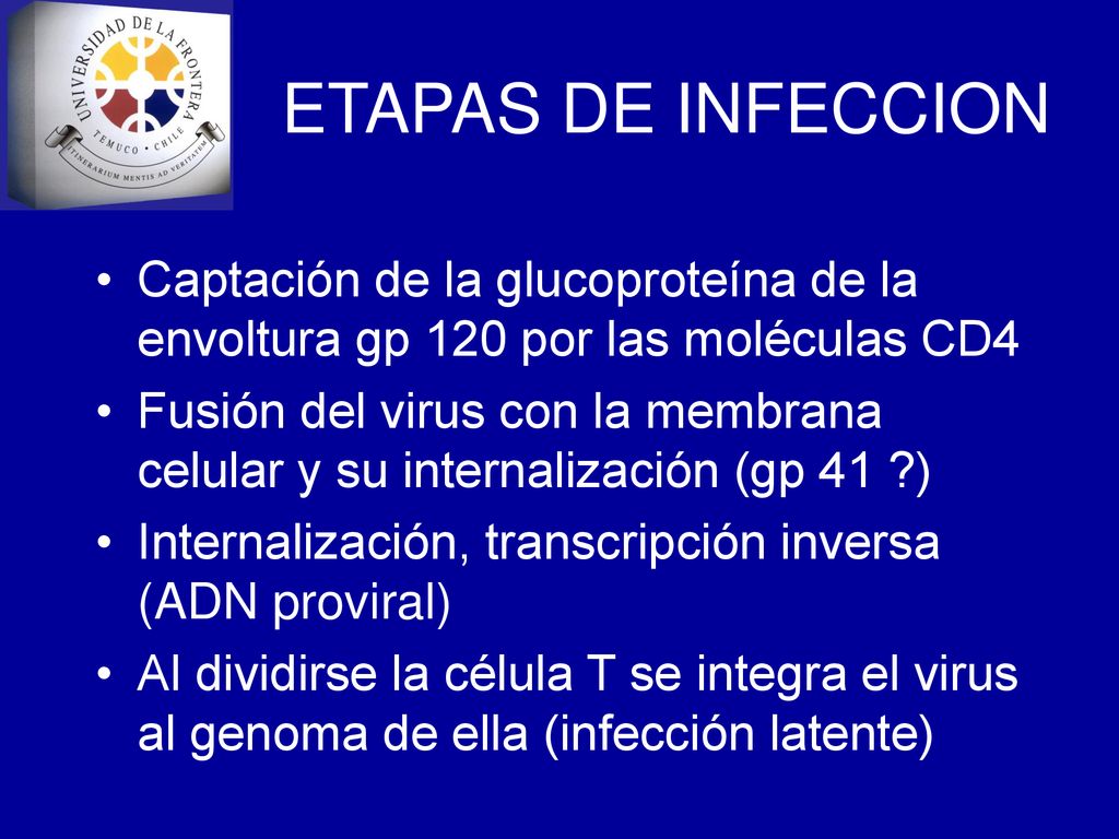 ETAPAS DE INFECCION Captación de la glucoproteína de la envoltura gp 120 por las moléculas CD4.