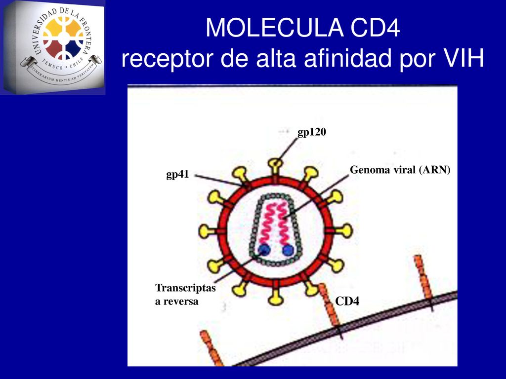 MOLECULA CD4 receptor de alta afinidad por VIH