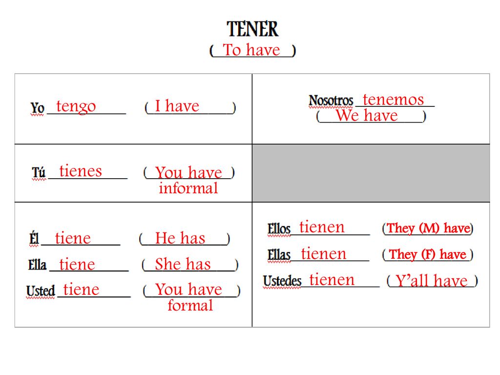 To have tenemos tengo I have We have tienes You have tienen tiene