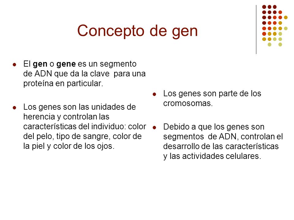 Concepto de gen El gen o gene es un segmento de ADN que da la clave para una proteína en particular.
