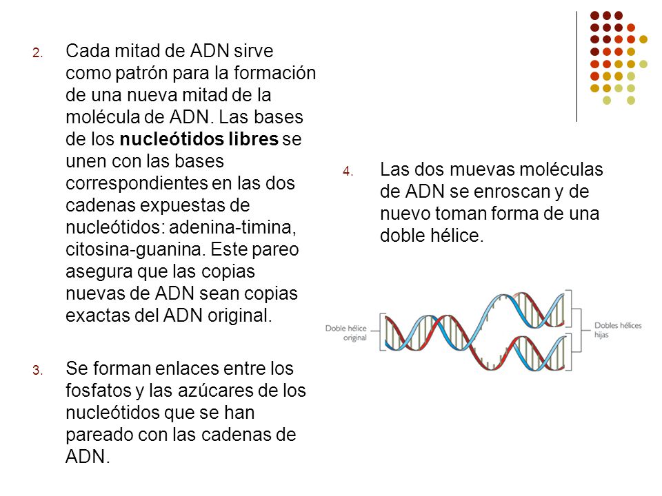 Cada mitad de ADN sirve como patrón para la formación de una nueva mitad de la molécula de ADN. Las bases de los nucleótidos libres se unen con las bases correspondientes en las dos cadenas expuestas de nucleótidos: adenina-timina, citosina-guanina. Este pareo asegura que las copias nuevas de ADN sean copias exactas del ADN original.