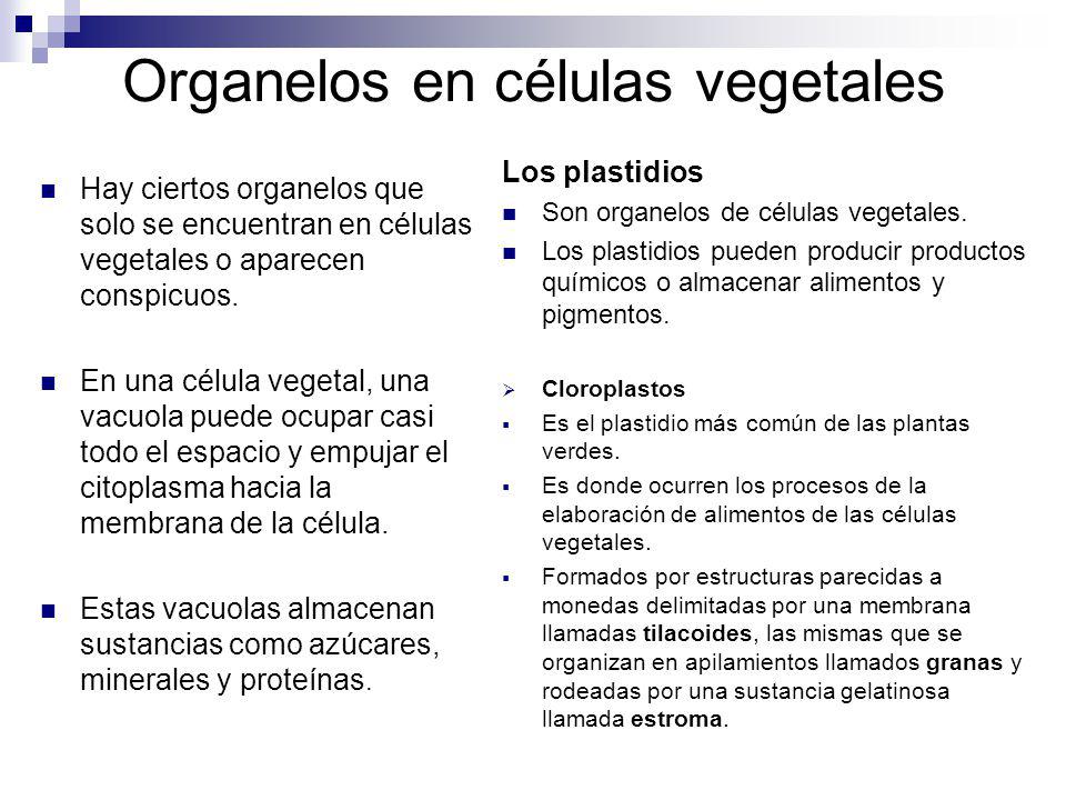 Organelos en células vegetales