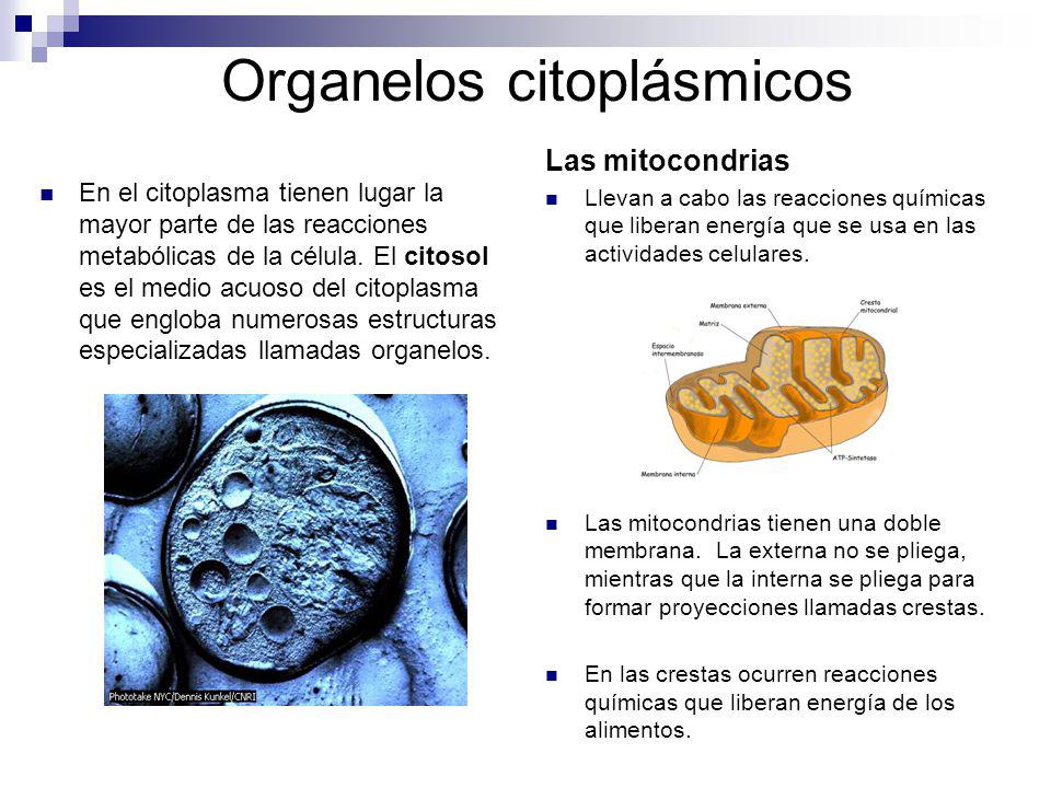 Organelos citoplásmicos