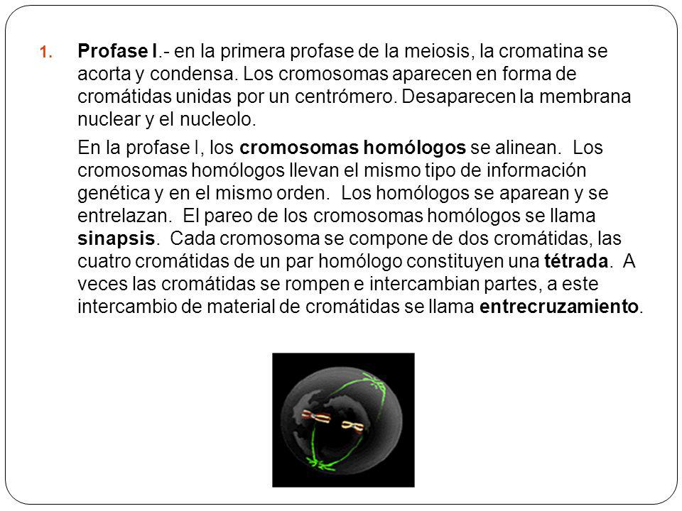 Profase I.- en la primera profase de la meiosis, la cromatina se acorta y condensa. Los cromosomas aparecen en forma de cromátidas unidas por un centrómero. Desaparecen la membrana nuclear y el nucleolo.