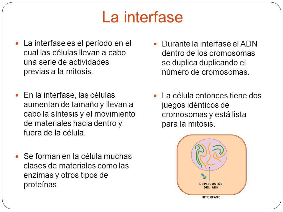 La interfase La interfase es el período en el cual las células llevan a cabo una serie de actividades previas a la mitosis.