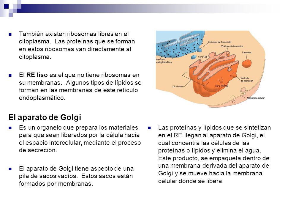 Las proteínas y lípidos que se sintetizan en el RE llegan al aparato de Golgi, el cual concentra las células de las proteínas o lípidos y elimina el agua. Este producto, se empaqueta dentro de una membrana derivada del aparato de Golgi y se mueve hacia la membrana celular donde se libera.
