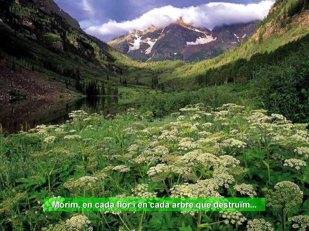 Morim, en cada flor i en cada arbre que destruïm...