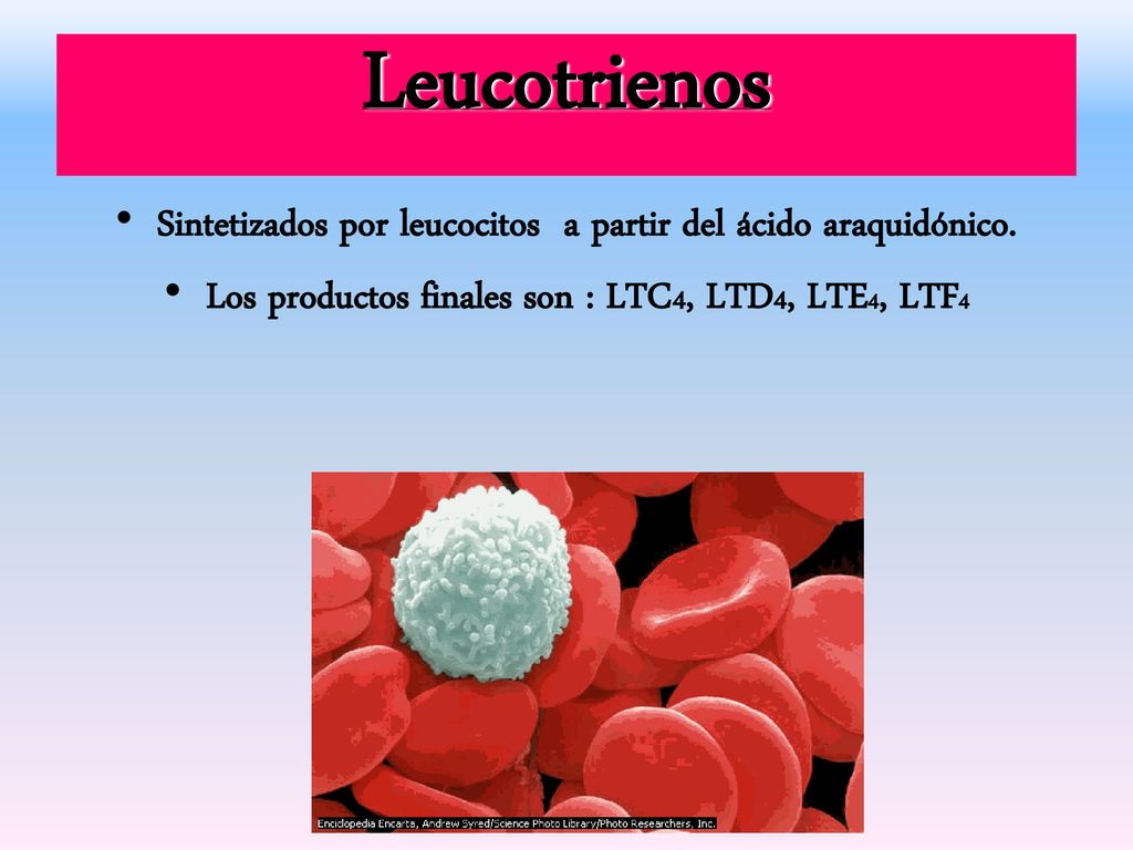 Leucotrienos Sintetizados por leucocitos a partir del ácido araquidónico.