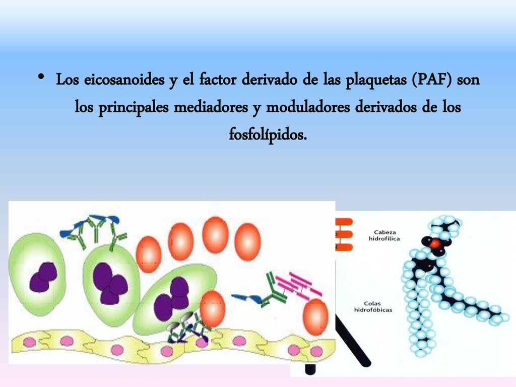 Los eicosanoides y el factor derivado de las plaquetas (PAF) son los principales mediadores y moduladores derivados de los fosfolípidos.