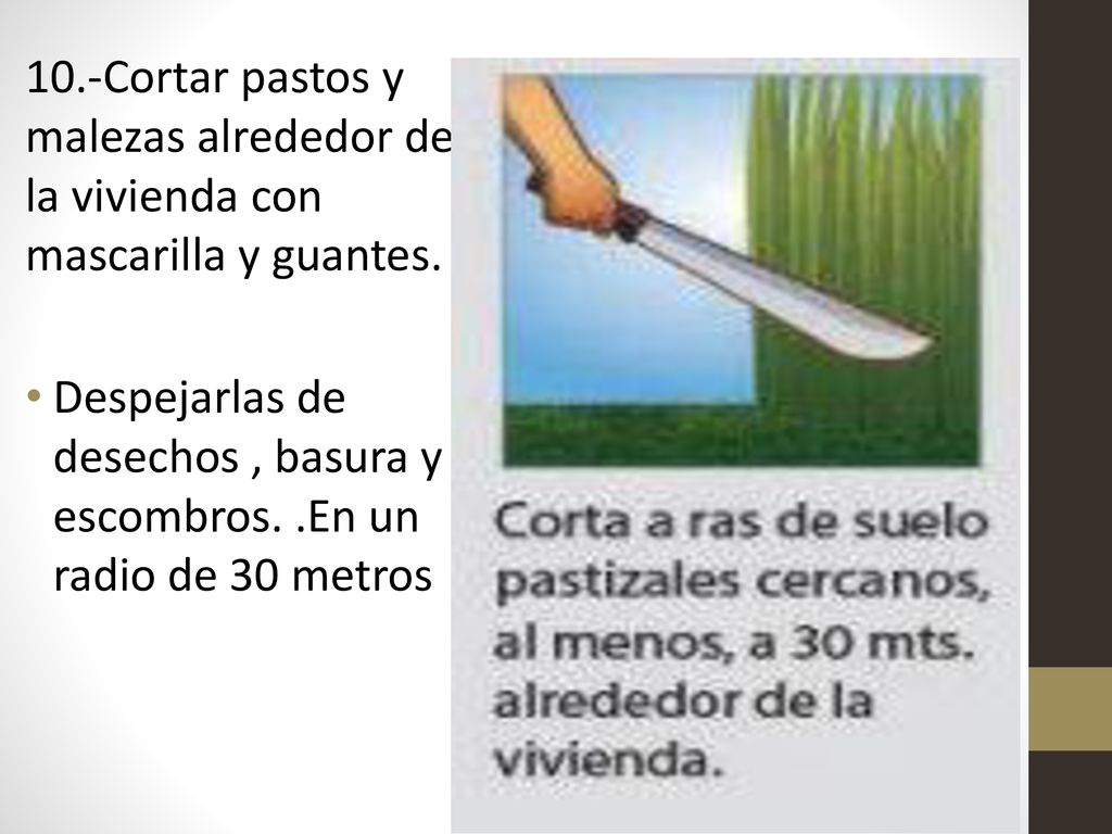 10.-Cortar pastos y malezas alrededor de la vivienda con mascarilla y guantes.