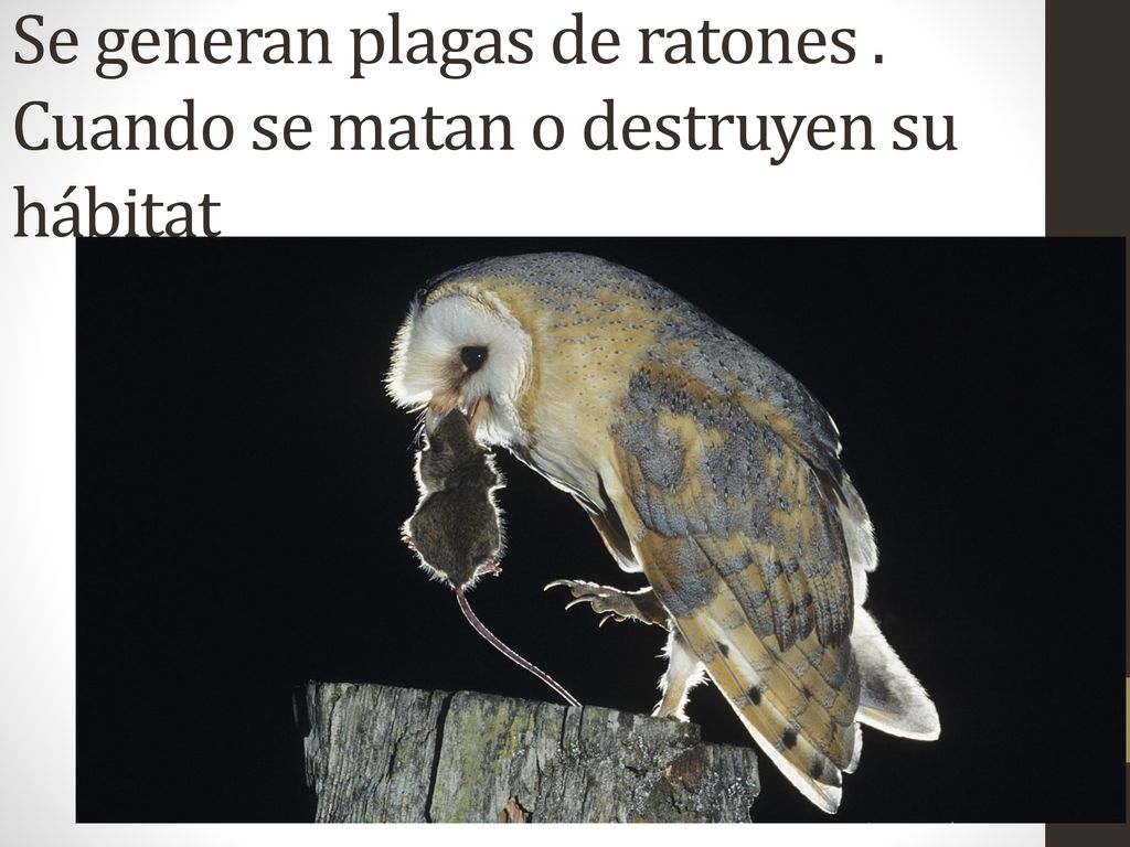 Se generan plagas de ratones . Cuando se matan o destruyen su hábitat