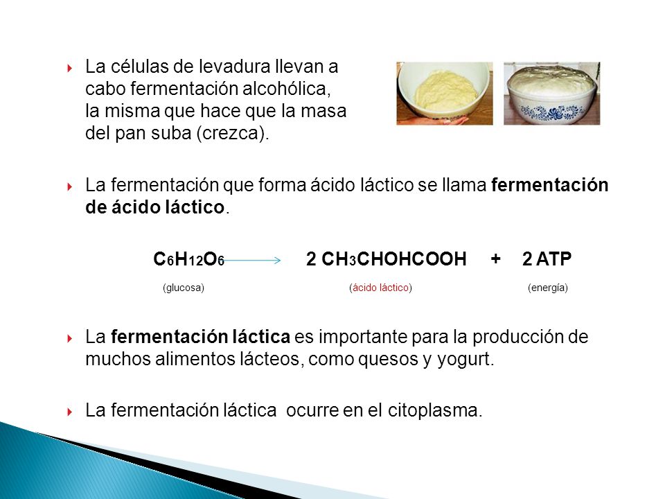 La células de levadura llevan a cabo fermentación alcohólica, la misma que hace que la masa del pan suba (crezca).