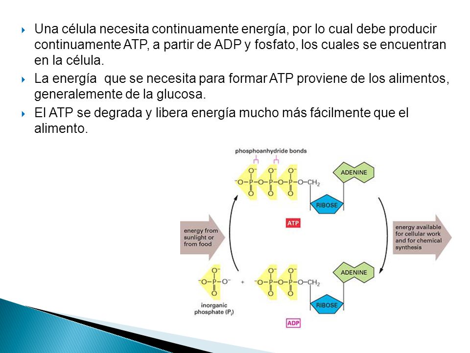 Una célula necesita continuamente energía, por lo cual debe producir continuamente ATP, a partir de ADP y fosfato, los cuales se encuentran en la célula.
