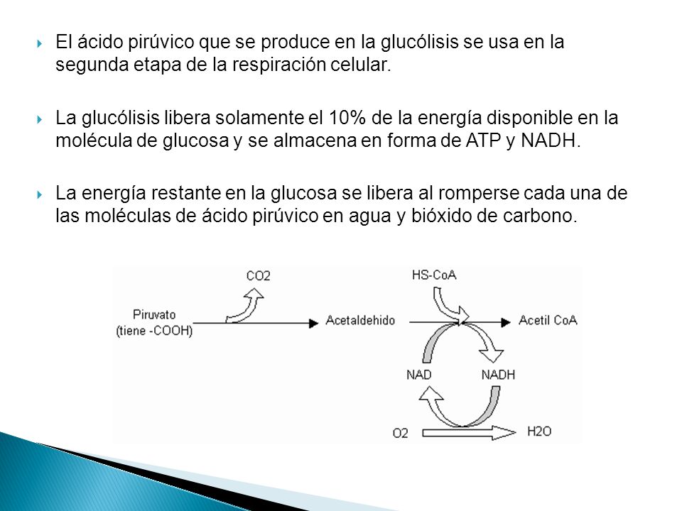 El ácido pirúvico que se produce en la glucólisis se usa en la segunda etapa de la respiración celular.