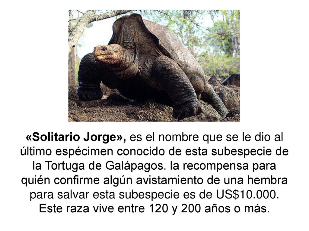 «Solitario Jorge», es el nombre que se le dio al último espécimen conocido de esta subespecie de la Tortuga de Galápagos.