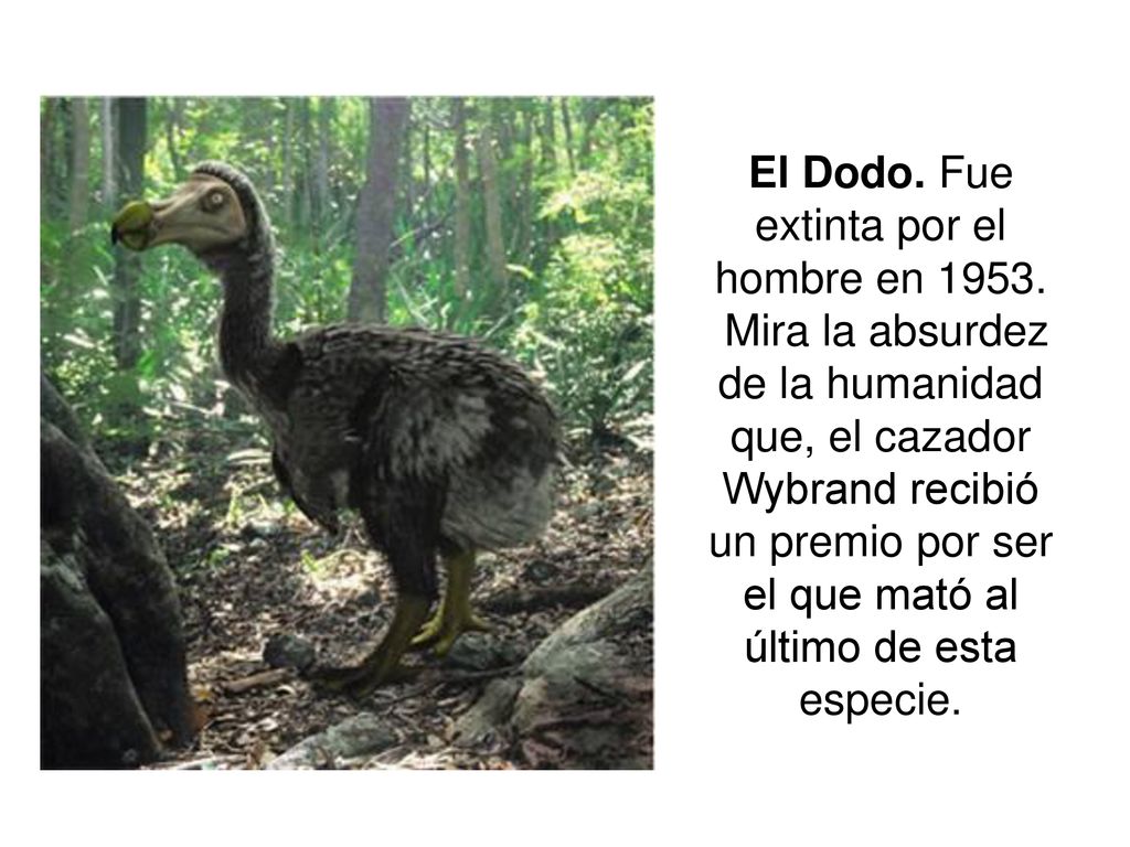 El Dodo. Fue extinta por el hombre en 1953.
