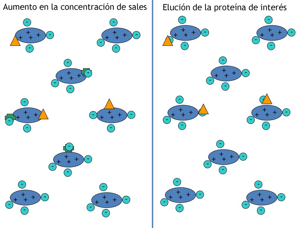 Aumento en la concentración de sales Elución de la proteína de interés