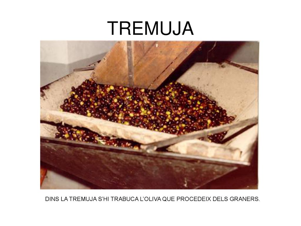 TREMUJA DINS LA TREMUJA S’HI TRABUCA L’OLIVA QUE PROCEDEIX DELS GRANERS.