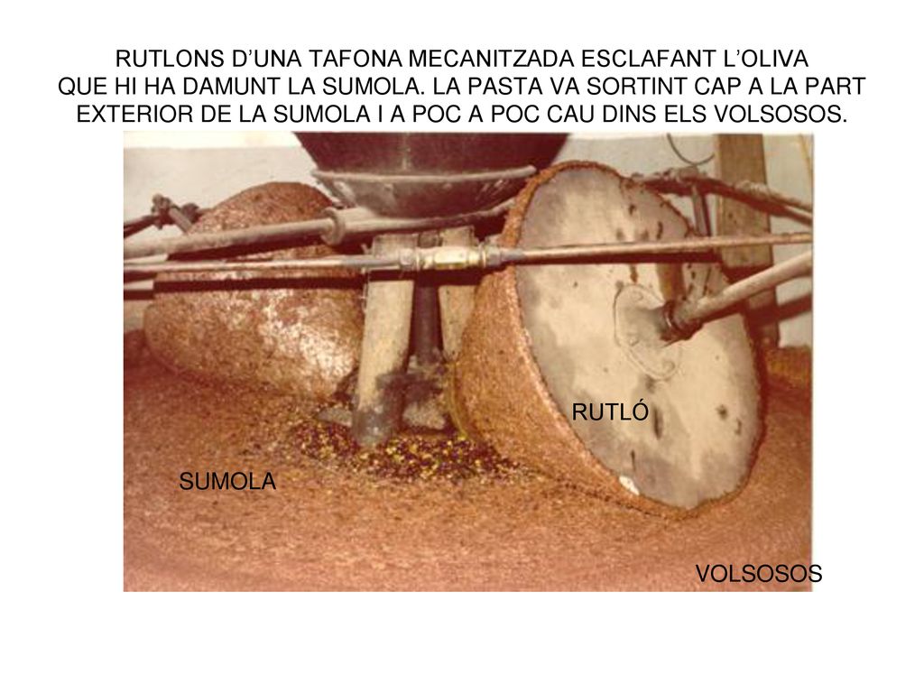 RUTLONS D’UNA TAFONA MECANITZADA ESCLAFANT L’OLIVA QUE HI HA DAMUNT LA SUMOLA. LA PASTA VA SORTINT CAP A LA PART EXTERIOR DE LA SUMOLA I A POC A POC CAU DINS ELS VOLSOSOS.