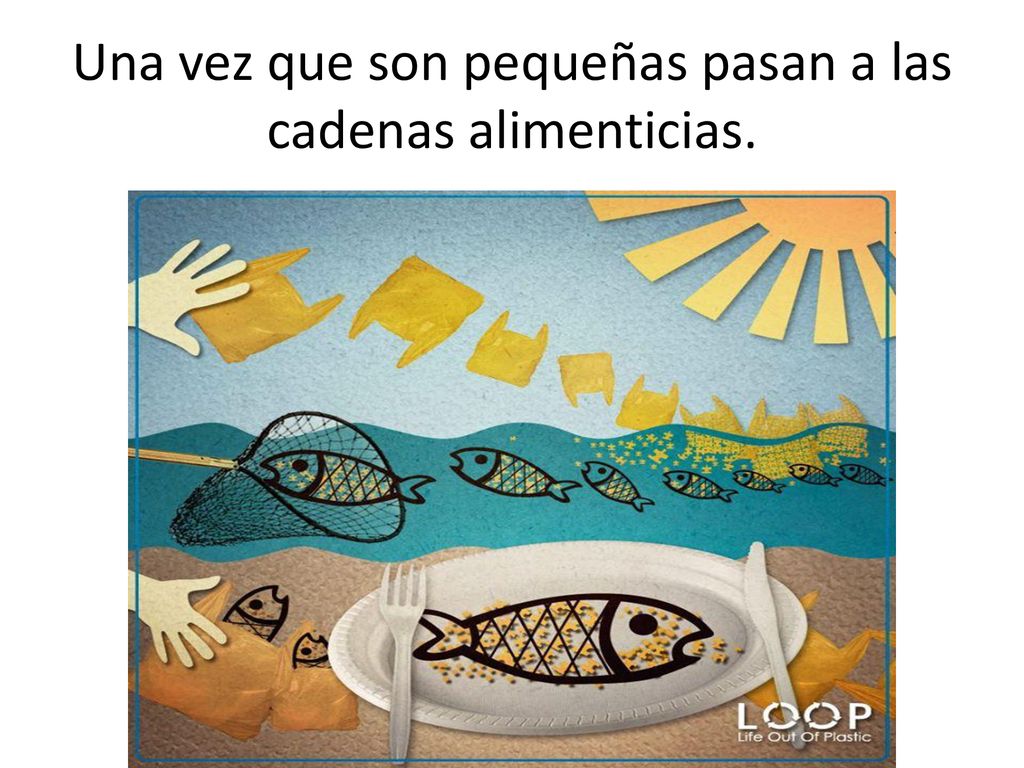 Una vez que son pequeñas pasan a las cadenas alimenticias.