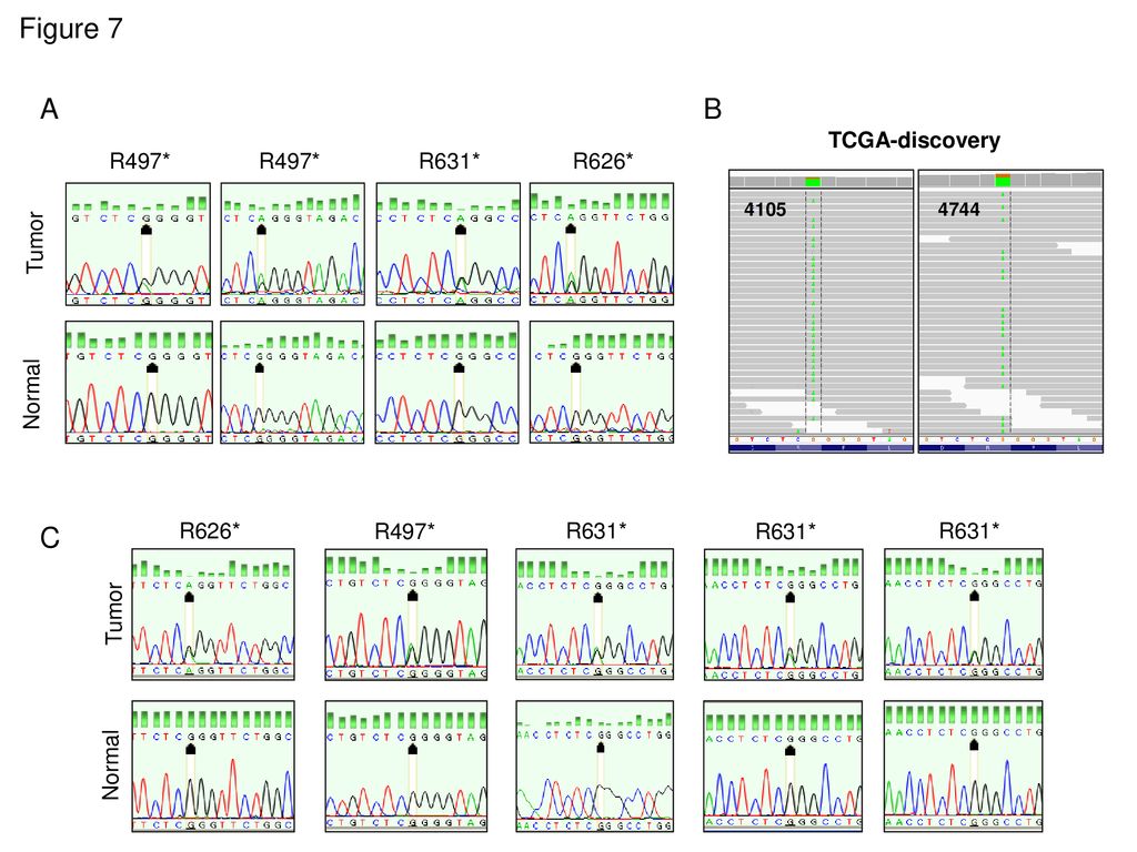 Figure 7 A B C TCGA-discovery R497* R497* R631* R626* Tumor Normal