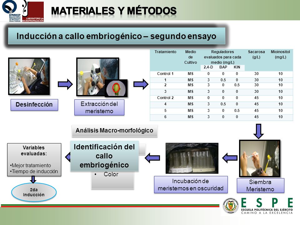 Materiales y métodos Inducción a callo embriogénico – primer ensayo