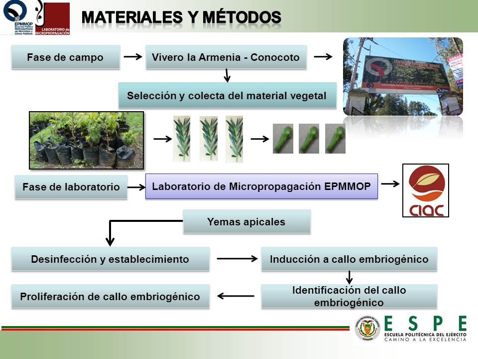 Materiales y métodos Fase de campo Vivero la Armenia - Conocoto