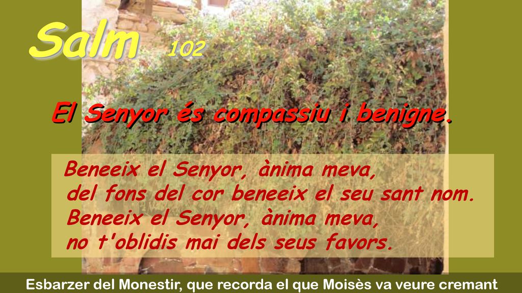 Esbarzer del Monestir, que recorda el que Moisès va veure cremant