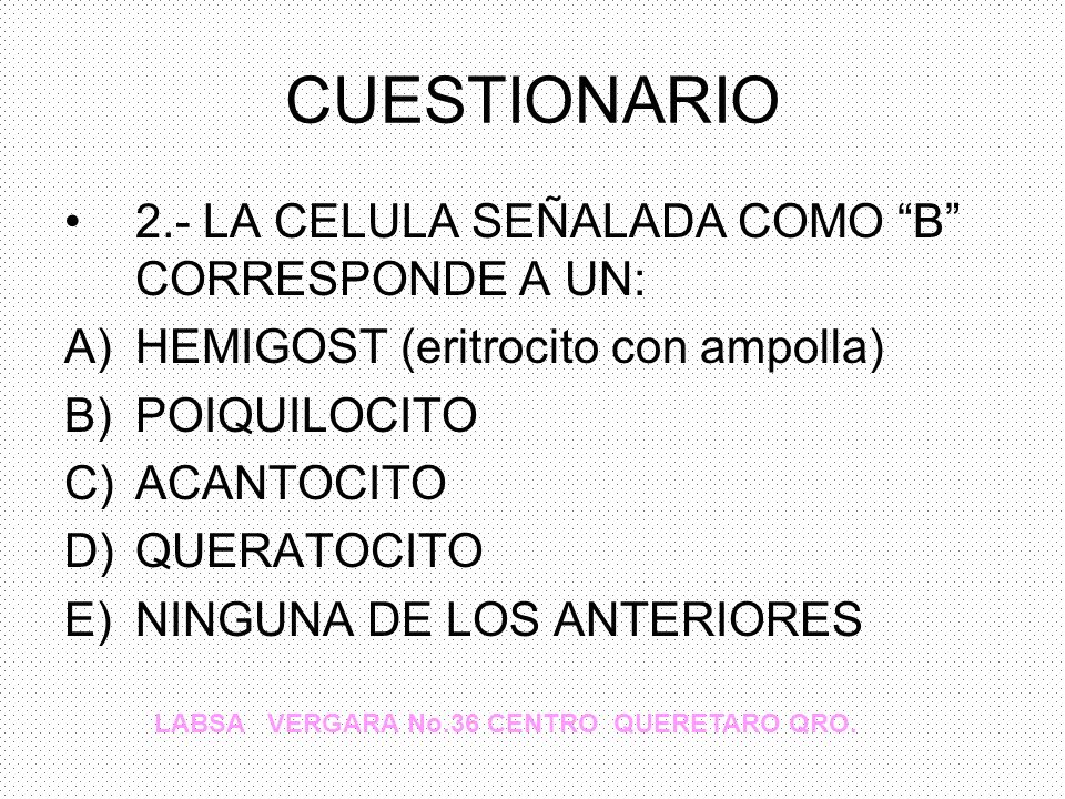 CUESTIONARIO 2.- LA CELULA SEÑALADA COMO B CORRESPONDE A UN: