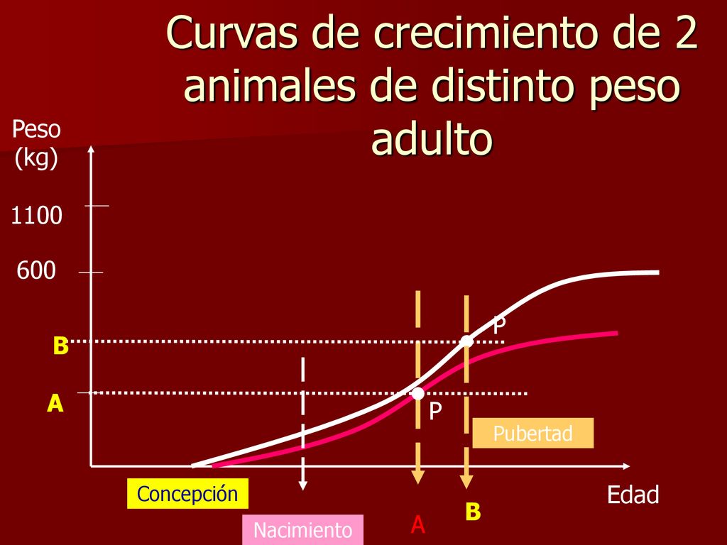 Curvas de crecimiento de 2 animales de distinto peso adulto