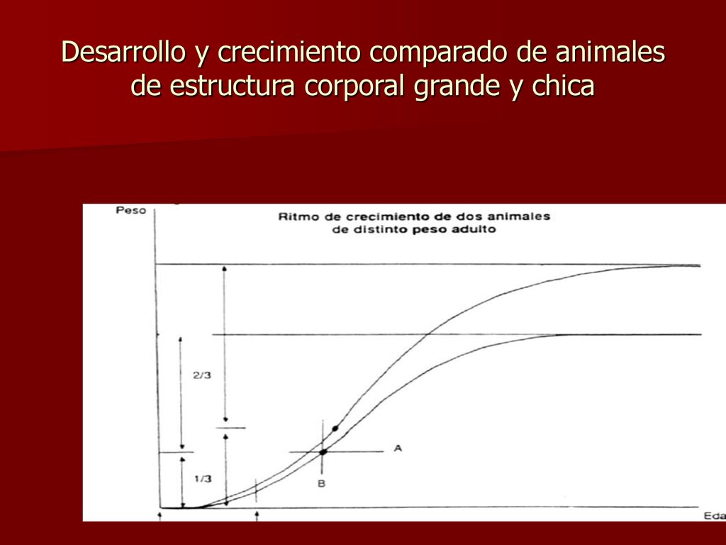 Desarrollo y crecimiento comparado de animales de estructura corporal grande y chica