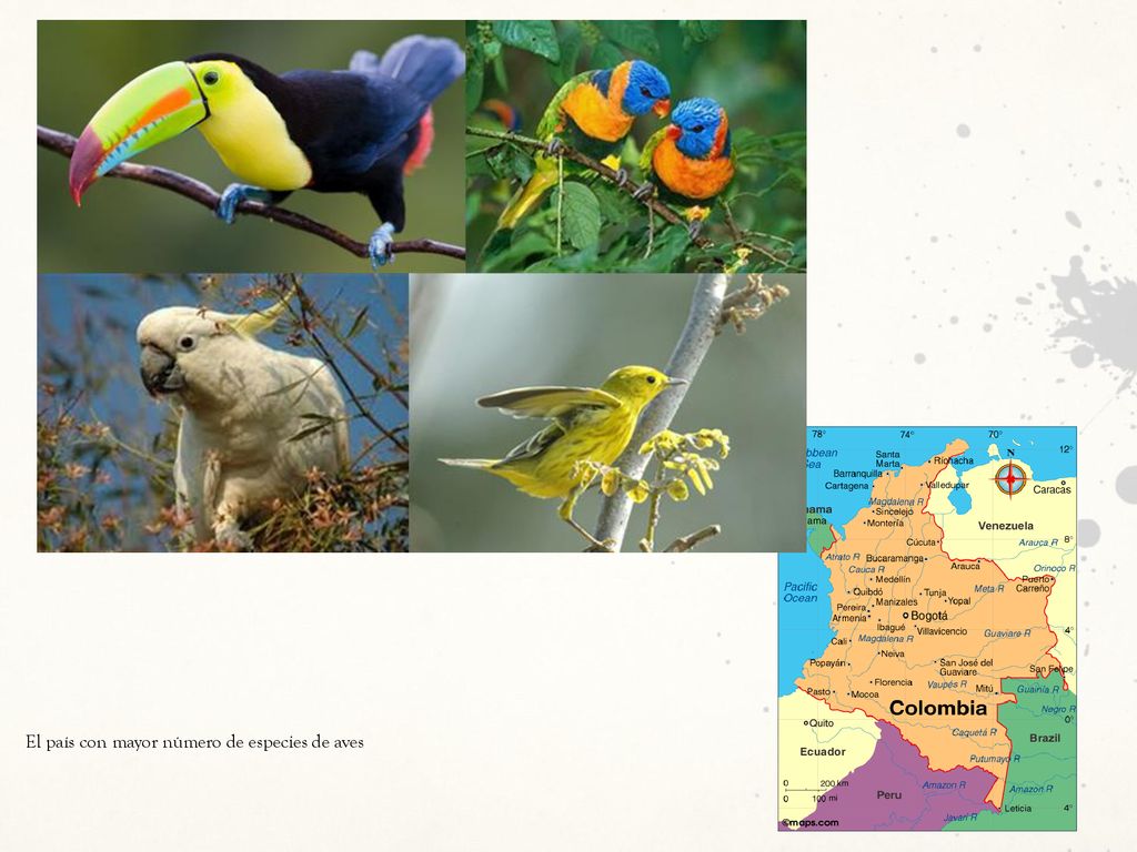 El país con mayor número de especies de aves