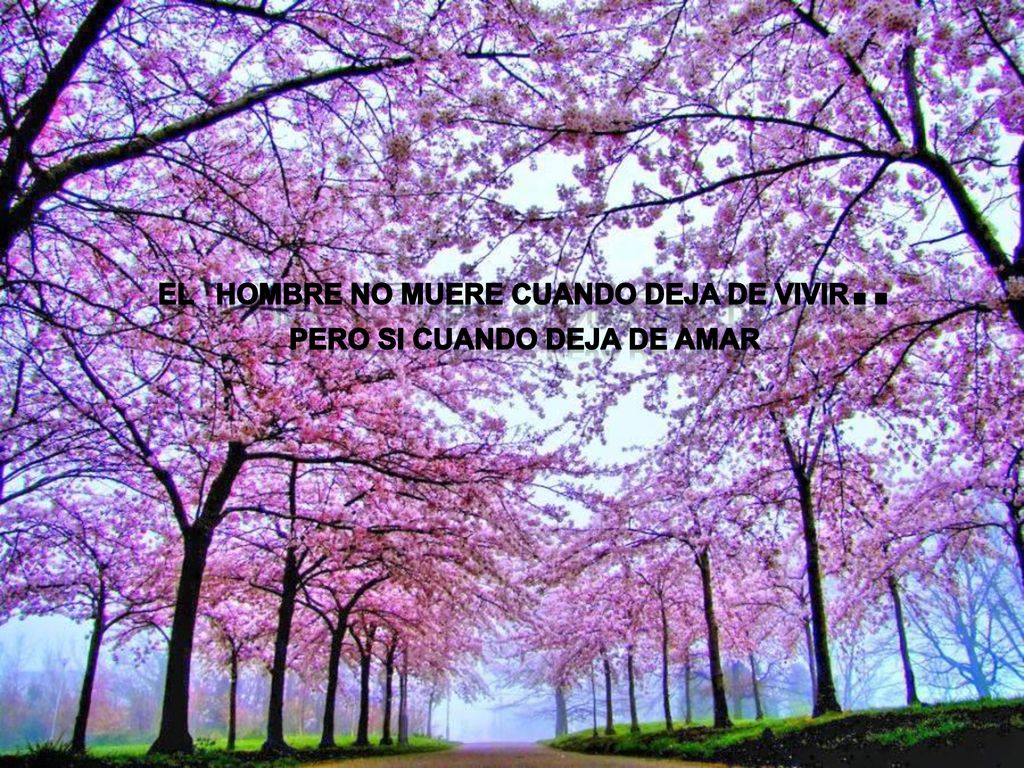 El Hombre no muere cuando deja de vivir.. Pero si cuando deja de amar