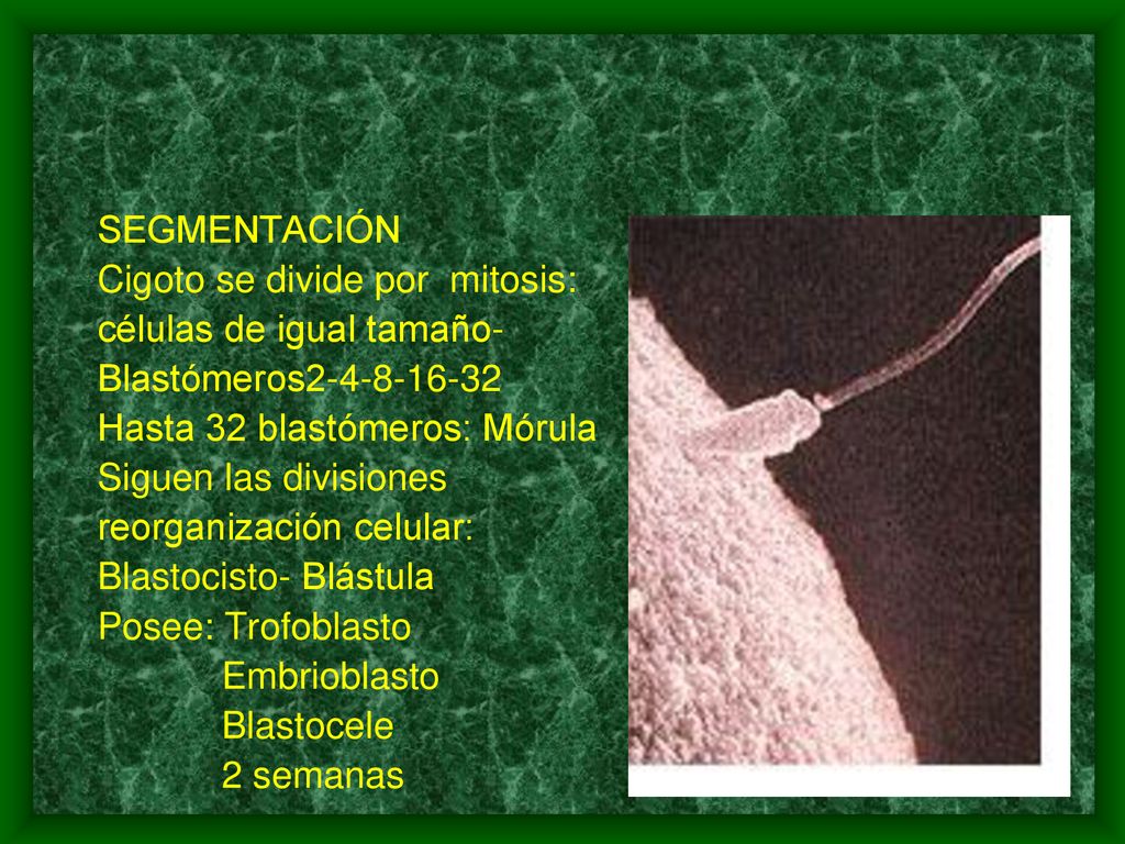 SEGMENTACIÓN Cigoto se divide por mitosis: células de igual tamaño- Blastómeros Hasta 32 blastómeros: Mórula.