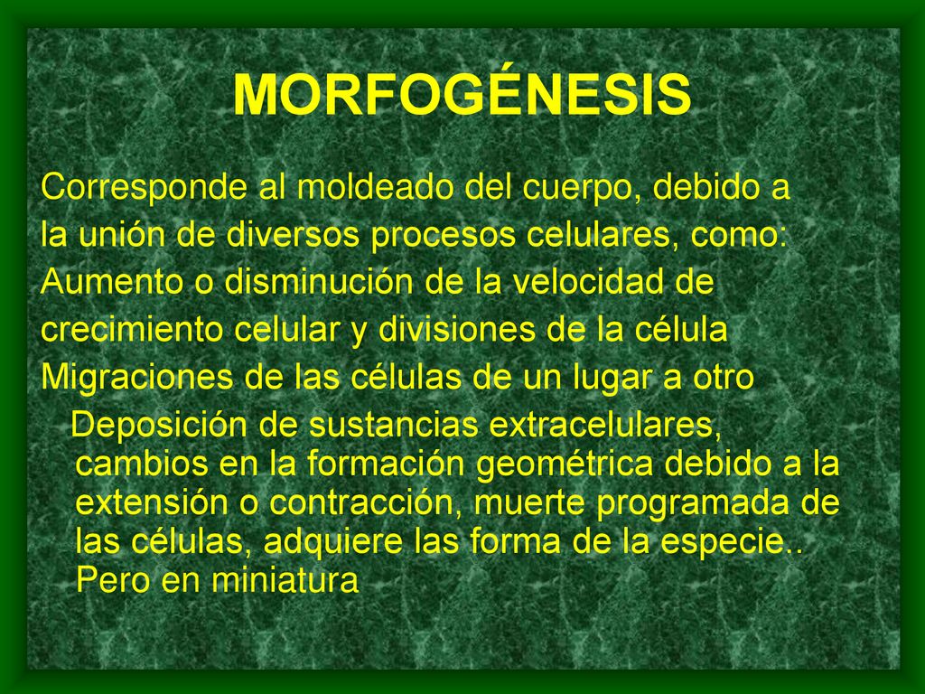 MORFOGÉNESIS Corresponde al moldeado del cuerpo, debido a
