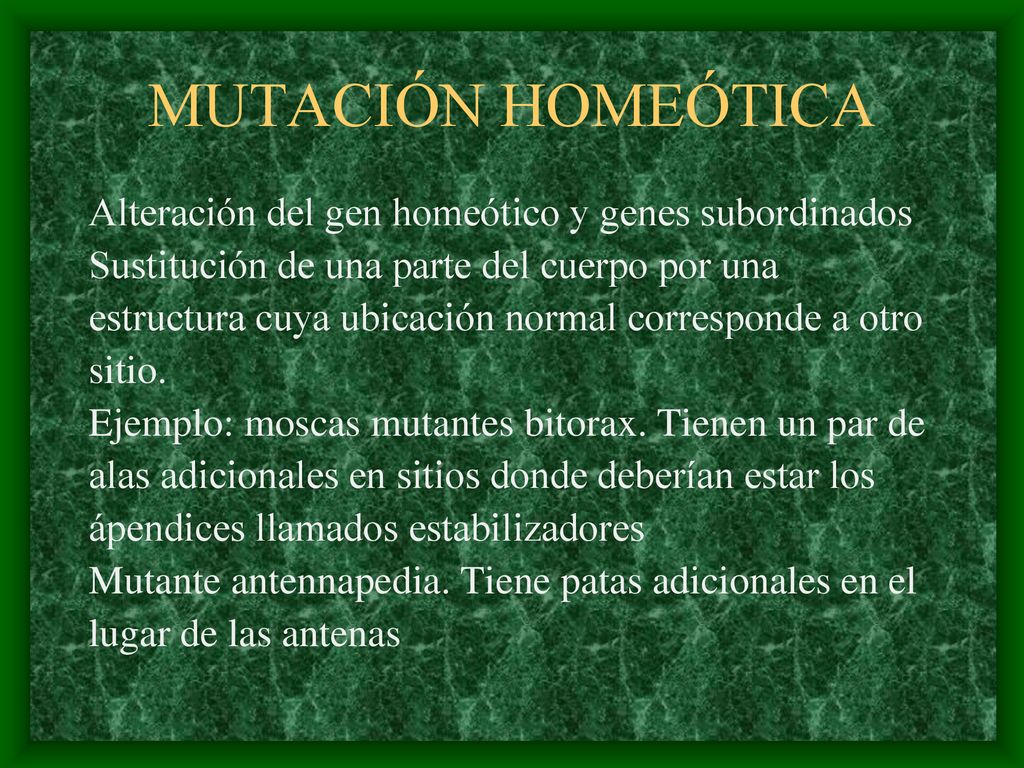 MUTACIÓN HOMEÓTICA Alteración del gen homeótico y genes subordinados