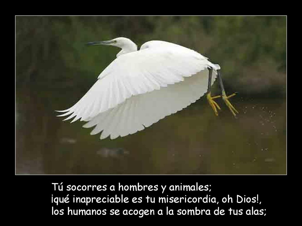 Tú socorres a hombres y animales; ¡qué inapreciable es tu misericordia, oh Dios!, los humanos se acogen a la sombra de tus alas;