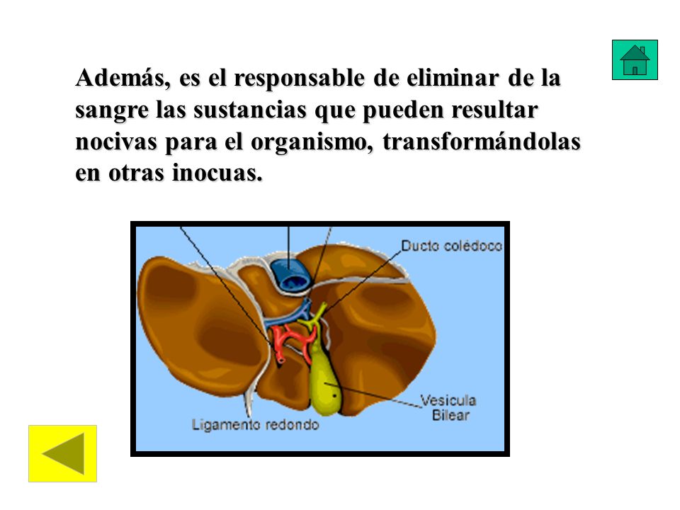 Además, es el responsable de eliminar de la sangre las sustancias que pueden resultar nocivas para el organismo, transformándolas en otras inocuas.
