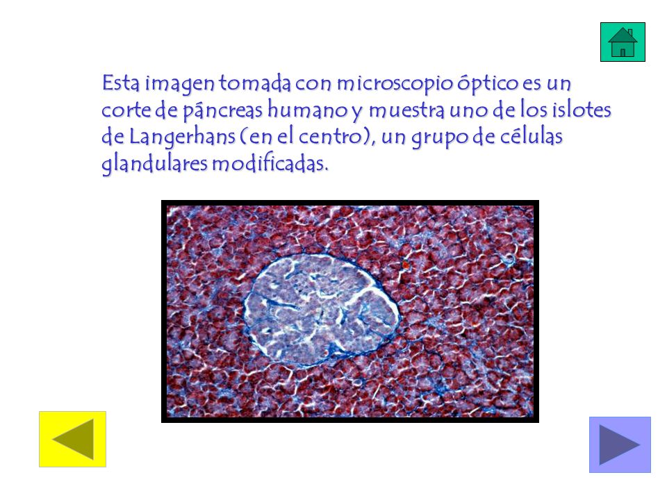 Esta imagen tomada con microscopio óptico es un corte de páncreas humano y muestra uno de los islotes de Langerhans (en el centro), un grupo de células glandulares modificadas.