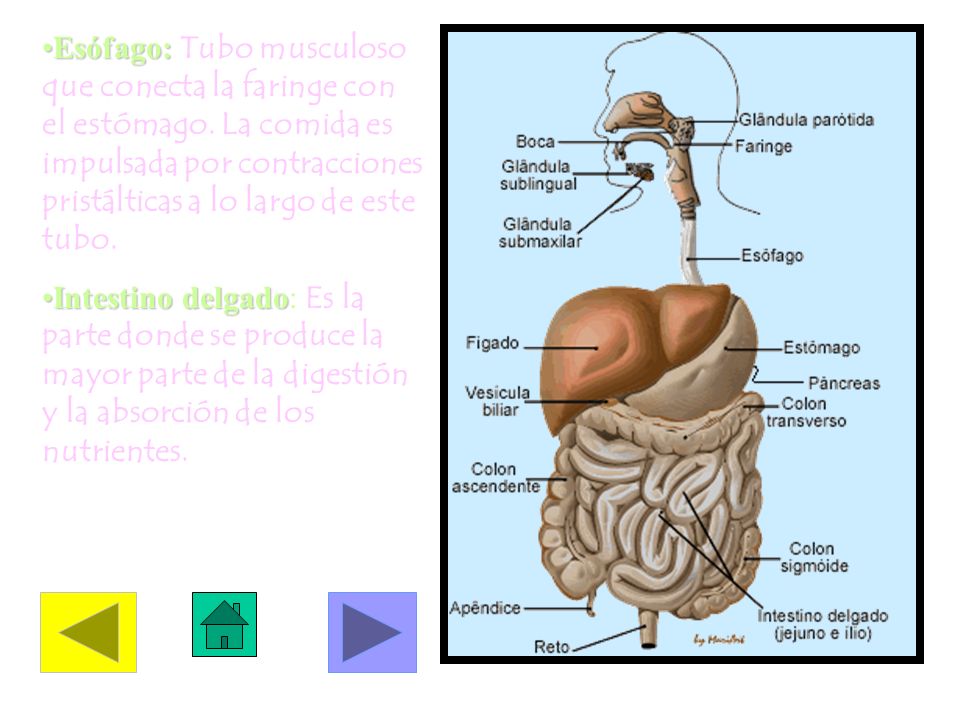 Esófago: Tubo musculoso que conecta la faringe con el estómago