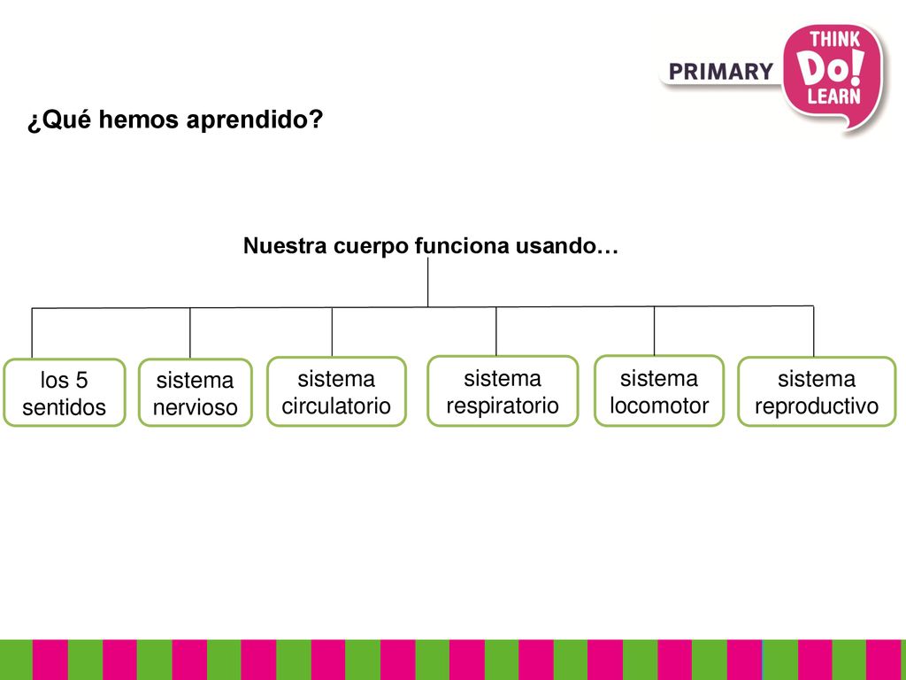 ¿Qué hemos aprendido Nuestra cuerpo funciona usando… los 5 sentidos