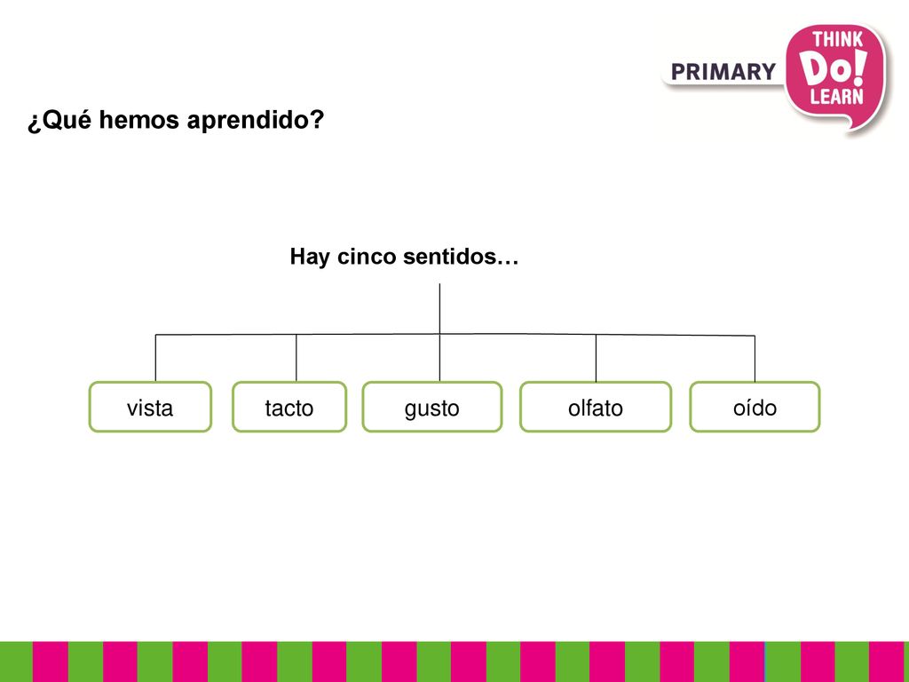 ¿Qué hemos aprendido Hay cinco sentidos… vista tacto gusto olfato