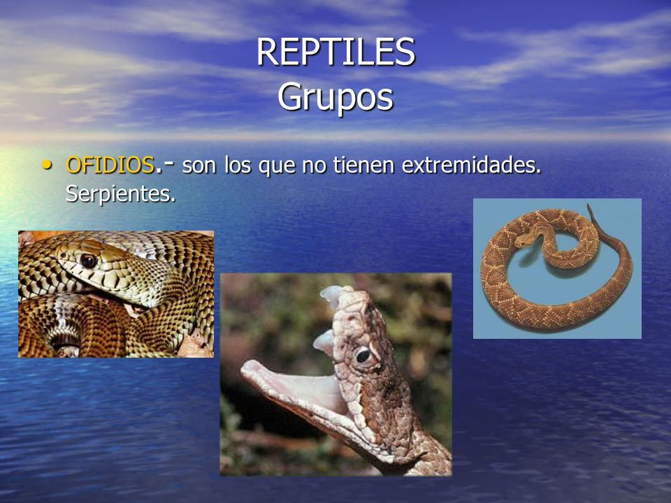 REPTILES Grupos OFIDIOS.- son los que no tienen extremidades. Serpientes.