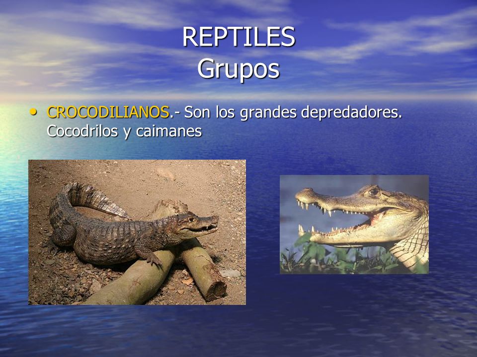REPTILES Grupos CROCODILIANOS.- Son los grandes depredadores. Cocodrilos y caimanes
