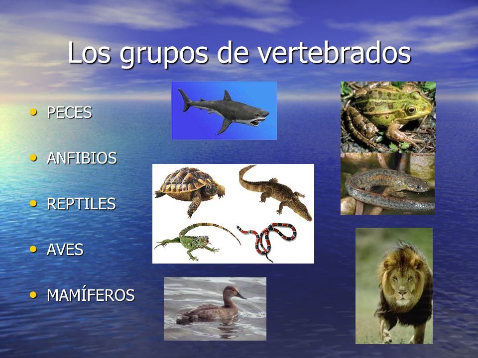 Los grupos de vertebrados