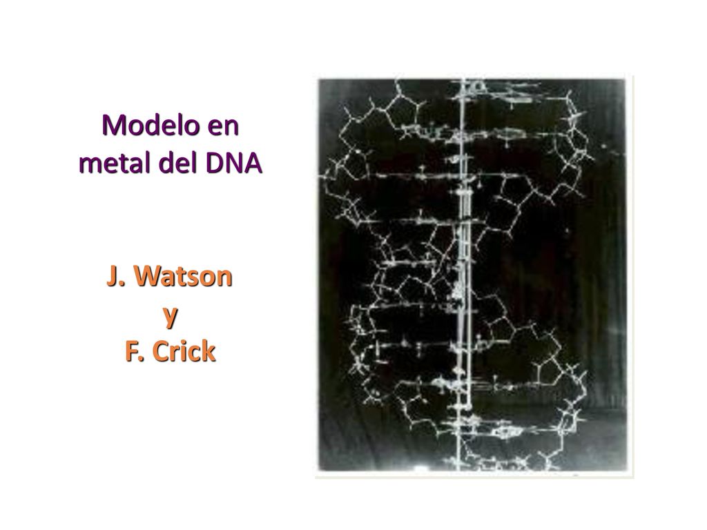 Modelo en metal del DNA J. Watson y F. Crick