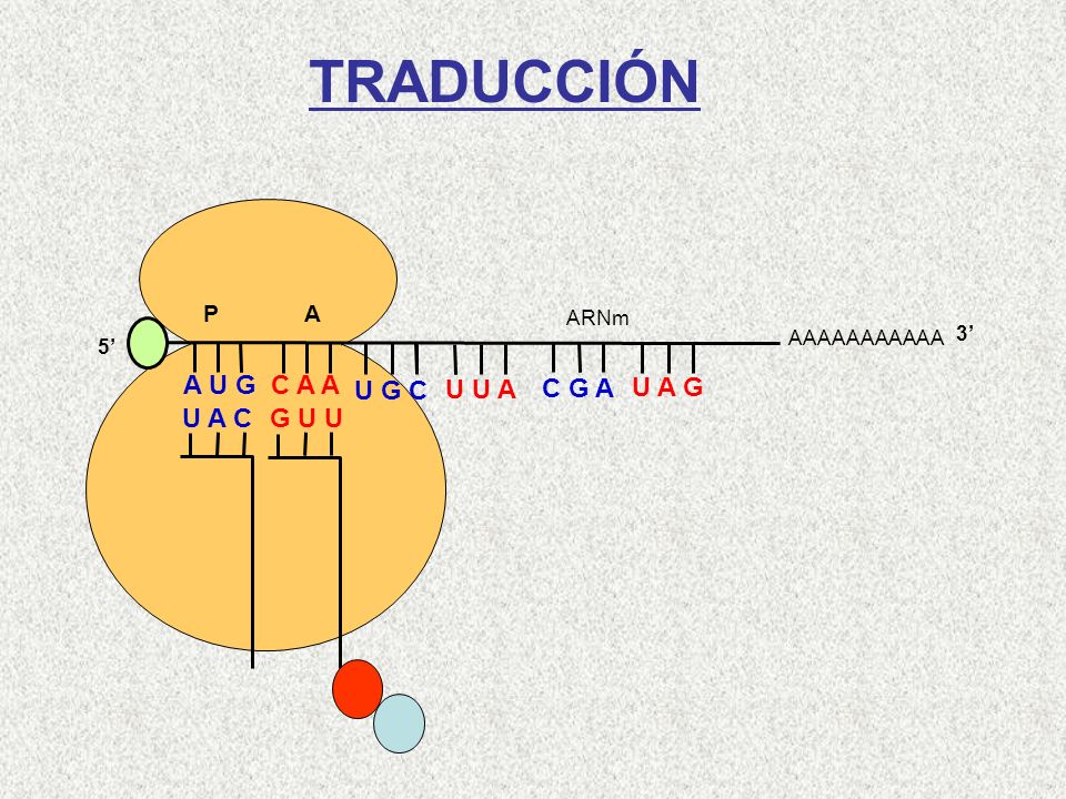 TRADUCCIÓN A U G C A A U G C U U A C G A U A G U A C G U U Gln-Met P A
